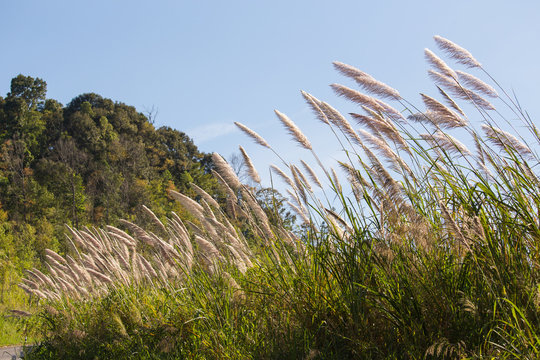 Sorghum propinquum